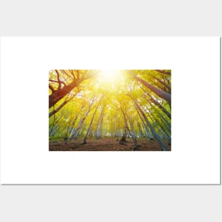 Beech forest illuminated by the bright yellow sunlight Posters and Art